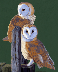 Barn Owl 8X10 Print