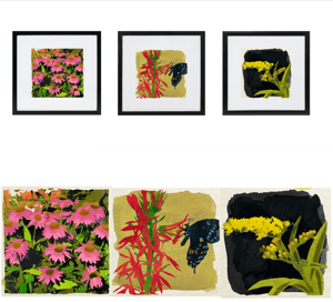 Image of Watercolor Paintings Of Native Ohio Wildflowers