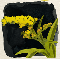 Image 2 of Watercolor Paintings Of Native Ohio Wildflowers