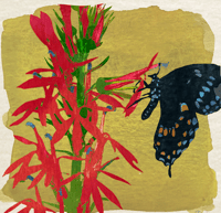 Image 3 of Watercolor Paintings Of Native Ohio Wildflowers