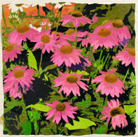 Image 4 of Watercolor Paintings Of Native Ohio Wildflowers