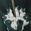 Infinity Cat VIII