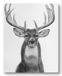 Image 1 of “Prince of the forest” print 
