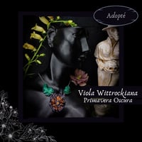 Image 1 of ☽ Viola Primavera Oscura ☾
