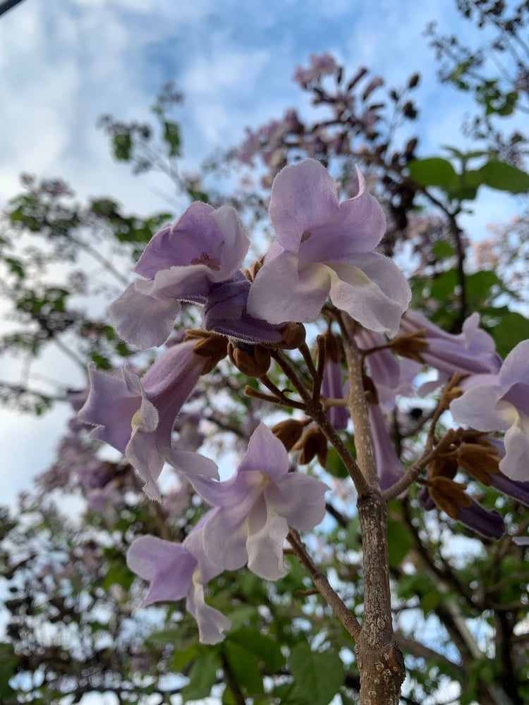 Image of Gemini Perfume (Palo santo, Lavender Absolute, Mimosa)