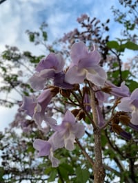 Image 3 of Gemini Perfume (Palo santo, Lavender Absolute, Mimosa)