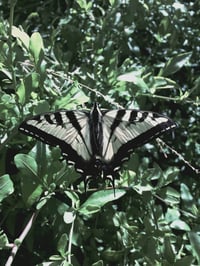 Image 4 of Gemini Perfume (Palo santo, Lavender Absolute, Mimosa)