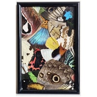 Image 1 of Butterfly & Moth Wing Framed Collage IV