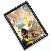 Image 2 of Butterfly & Moth Wing Framed Collage IV