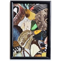 Image 1 of Butterfly & Moth Wing Framed Collage II