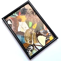 Image 2 of Butterfly & Moth Wing Framed Collage II
