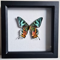 Framed - Madagascan Sunset Moth