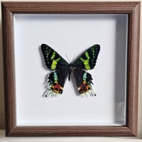 Rustic Framed - Madagascan Sunset Moth