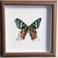 Rustic Framed - Madagascan Sunset Moth II