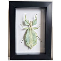 Framed - Walking Leaf Insect