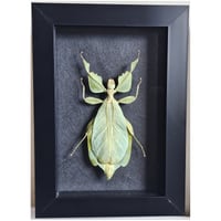 Framed - Walking Leaf Insect II