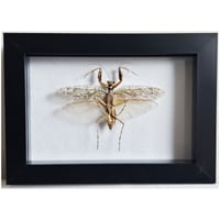 Framed - Giant Bark Mantis