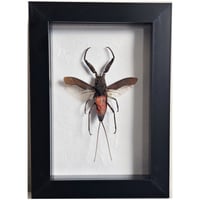 Framed - Water Bug Toe Biter