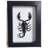 Framed - Giant Forest Scorpion