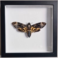 Framed - Greater Death's-Head Hawkmoth