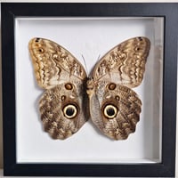 Framed - Giant Owl Butterfly