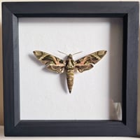 Framed - Oleander Hawkmoth