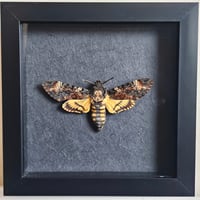 Framed - Death's-Head Hawkmoth