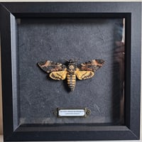 Framed - Death's-Head Hawkmoth III