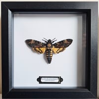 Framed - Death's-Head Hawkmoth IV