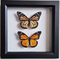 Framed - Monarch Butterfly Pair