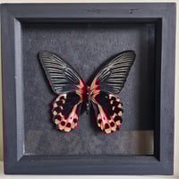 Framed - Scarlet Mormon Swallowtail Butterfly