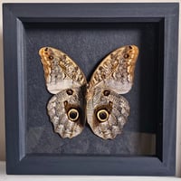 Framed - Owl Butterfly