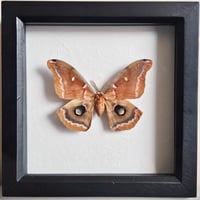 Framed - Polyphemus Silkmoth