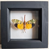 Framed - Candelaria Lanternfly