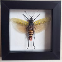 Framed - Spotted Grasshopper