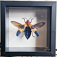 Image 1 of Deep Framed - Red Speckled Jewel Beetle