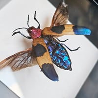 Image 2 of Deep Framed - Red Speckled Jewel Beetle