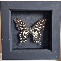 Framed - Chinese Swallowtail Butterfly