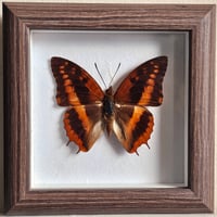 Rustic Framed - Western Red Charaxes Butterfly