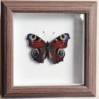 Rustic Framed - Peacock Butterfly