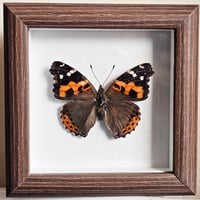 Rustic Framed - Indian Red Admiral Butterfly