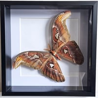Deep Framed - Atlas Moth
