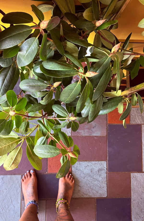 Image of Rompimiento Ritual