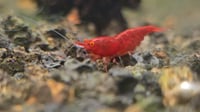 Image 2 of OE Red Demon Neocaridina (sold out)