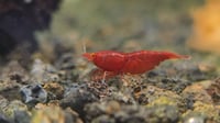 Image 1 of OE Red Demon Neocaridina (sold out)