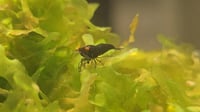 Image 4 of OE Black Demon Neocaridina 