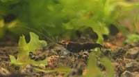 Image 3 of OE Black Demon Neocaridina 