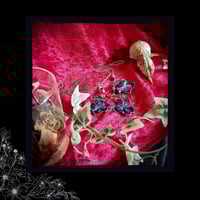 Image 3 of ☽ Hydrangea Hibernum ☾