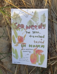 Image 1 of Seaweeds I’ve seen, touched & tasted in Nairm