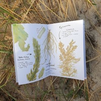 Image 2 of Seaweeds I’ve seen, touched & tasted in Nairm